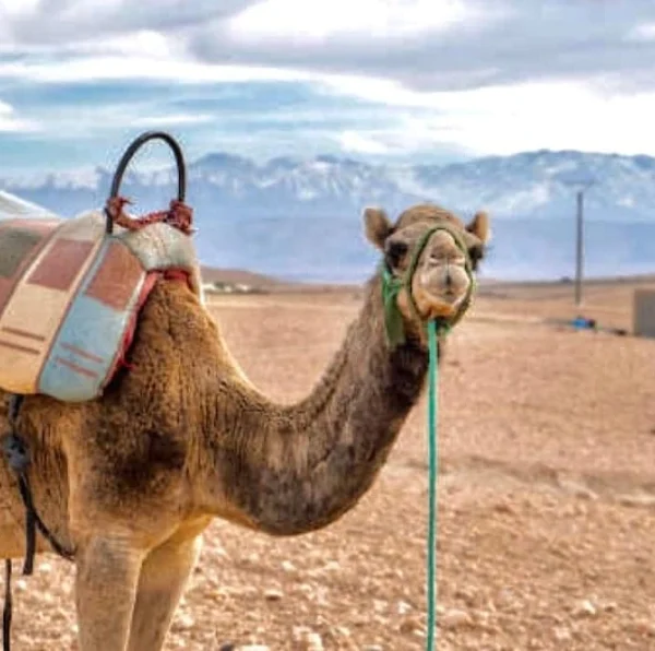 Marrakech Live dinner in the Agafay desert, sunset and camel ride - Atlas Tifawine Safari
