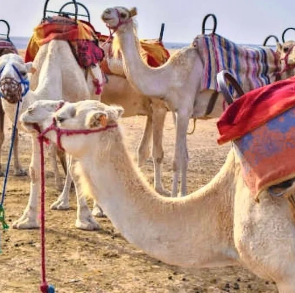 Marrakech Live dinner in the Agafay desert, sunset and camel ride - Atlas Tifawine Safari